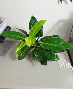 Philodendron