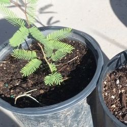 Mesquite  Tree$6