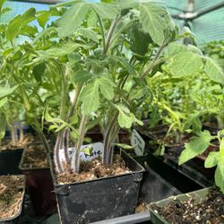 Heirloom Tomato Plants For Sale! 