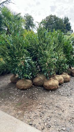 Laurel Shrubs Balled and Burlapped
