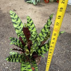 6” pot rattle snake plant, calatheas $27 to $30each super full/lush/healthy; 95820