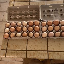 Fresh Chicken Eggs