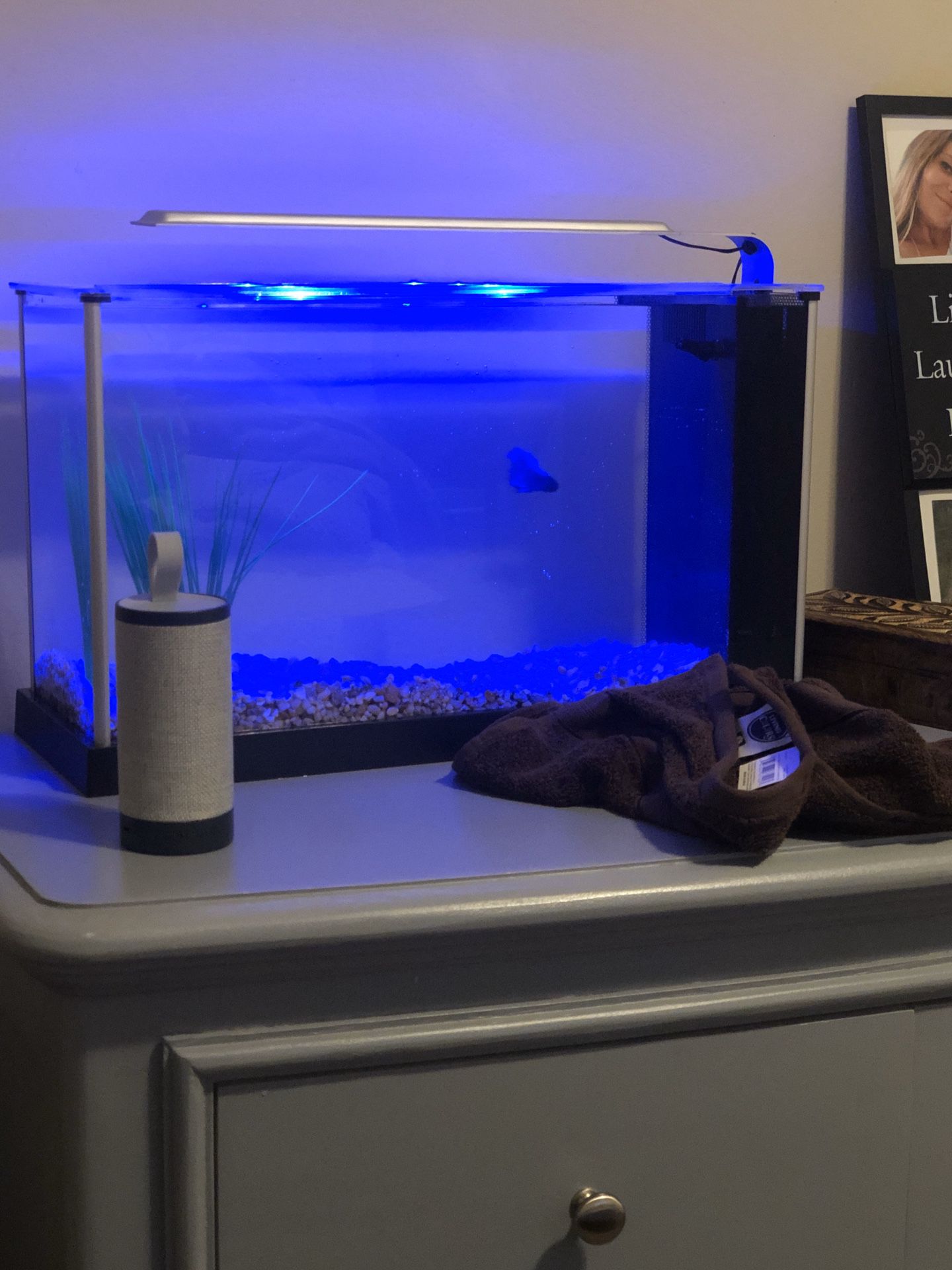 Fluval fish tank
