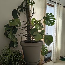 Mature Monstera Plant 5' Tall
