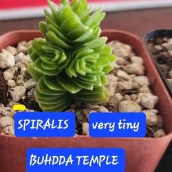 PLANTS.  SUCCULENTS.  SALE  THIS WEEK IN SAN LORENZO. DM FOR INFO