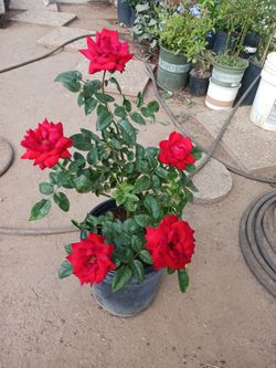 Rosal rojo