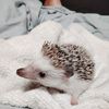 Tamrah 