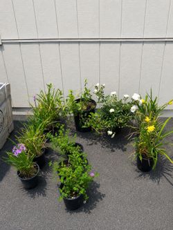 Healthy Potted Garden Plants bundle  🌸