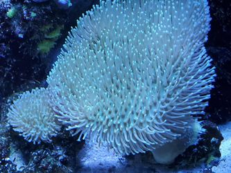 Life coral