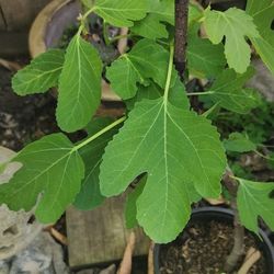 Fig Tree, Black Mission