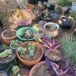 Succulent Plants 5$-20$ And More 
