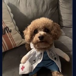 Pet Costume (different Sizes 