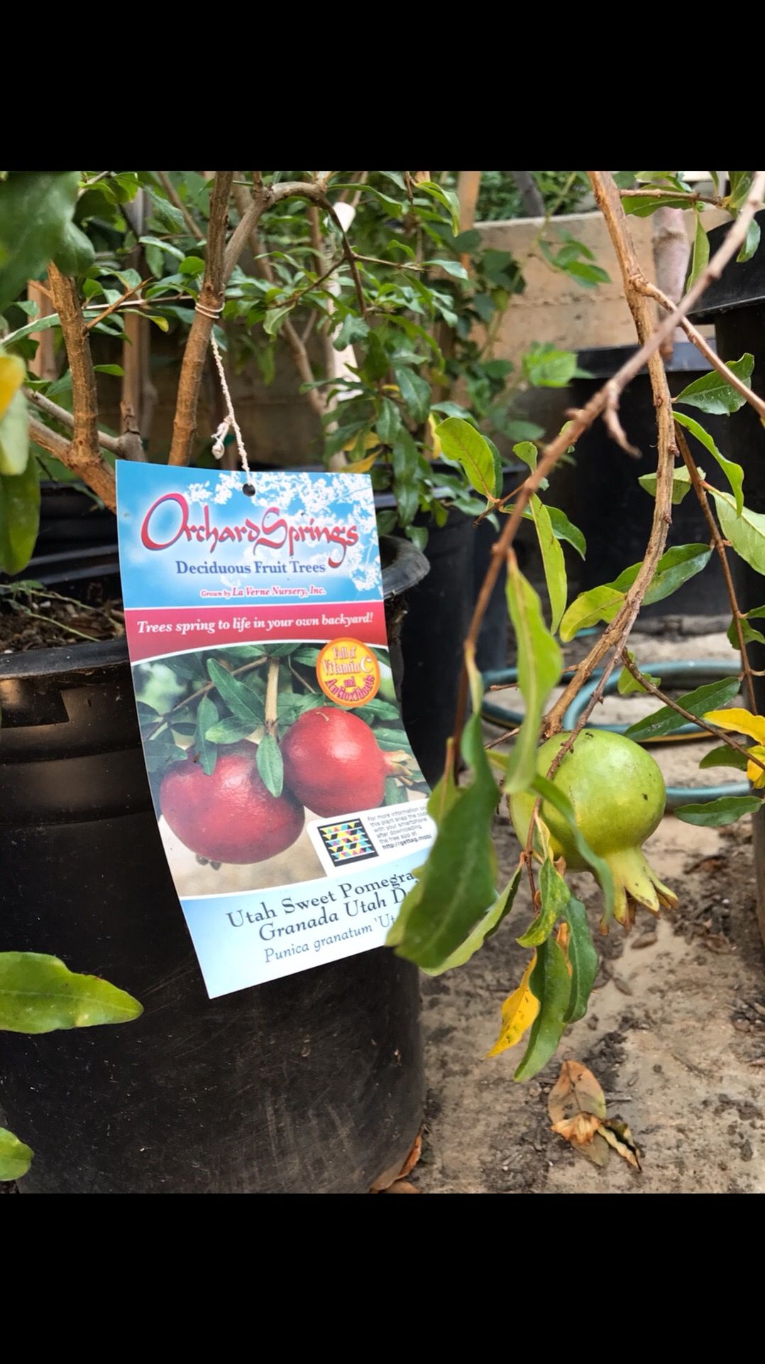 Organic 5 Gallon Utah Sweet Pomegranate Tree