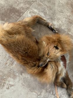 Vintage Fox Fur