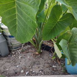 Elephant Ears Plant 
