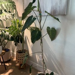 Splendid philodendron plant