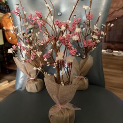 Cherry Blossom Trees 