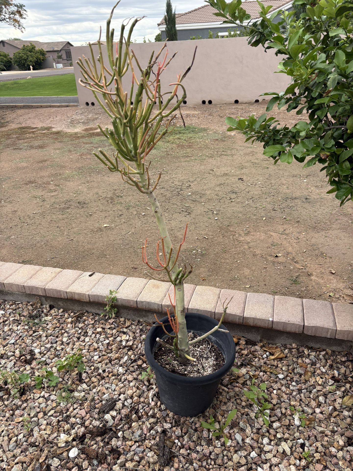 50” Firestick Plant