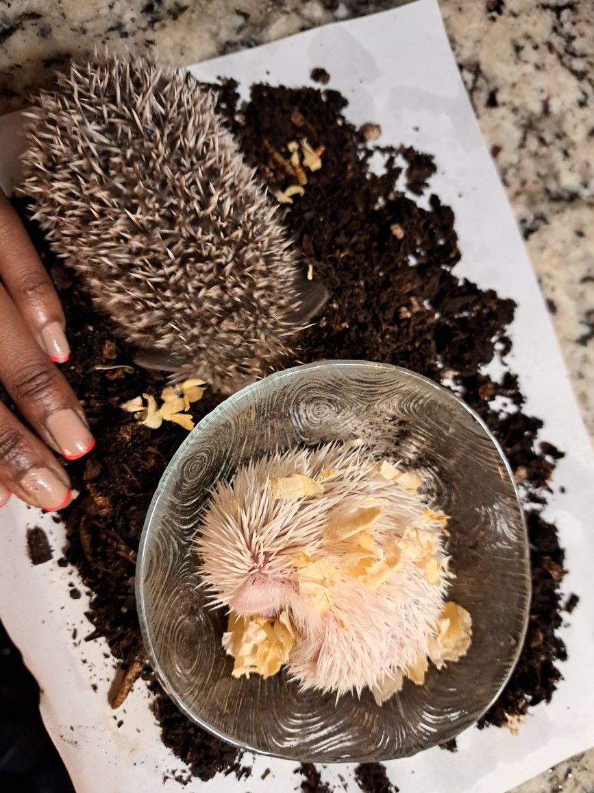 Exotic Pet Supply