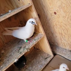 Pigeons/Pigeon Coop