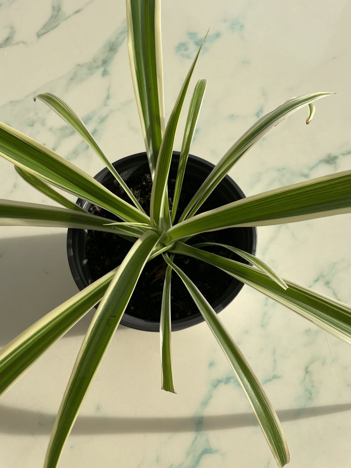 Spider Plant ‘Chlorophytum comosum’ (Out/In Door Life Plant)