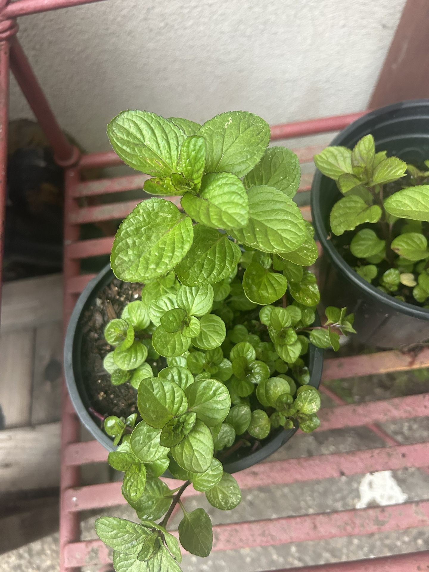 Citrus Mint Plant 🪴 