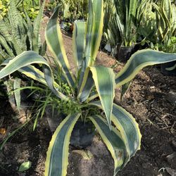 Beautiful Agave