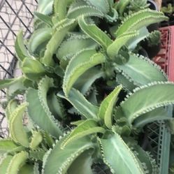 Planta 🌱 Mala Madre
