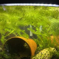 Aquatic plants 