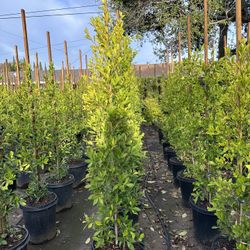 Ficus Nitida Privacy Hedge
