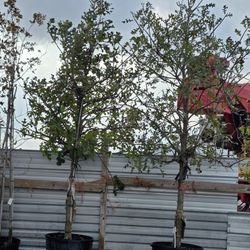 Burr Oak Tree 65gallones 13ft 