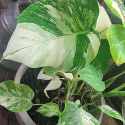 Monstera Aurea And Albo 