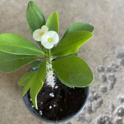 White Flowers Crown Thorns Plants 🪴 