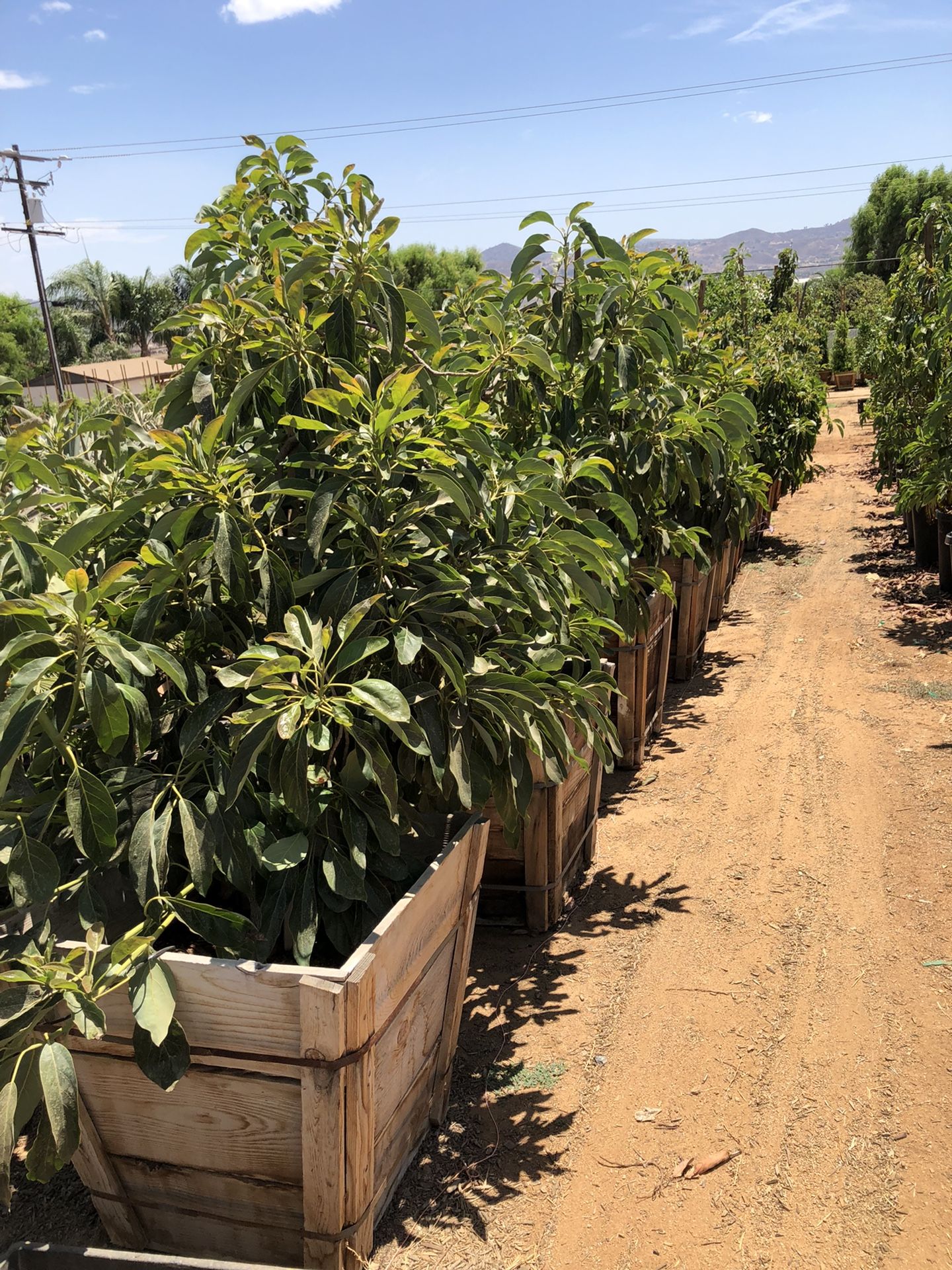 Hass Avocado Tree 24”box 