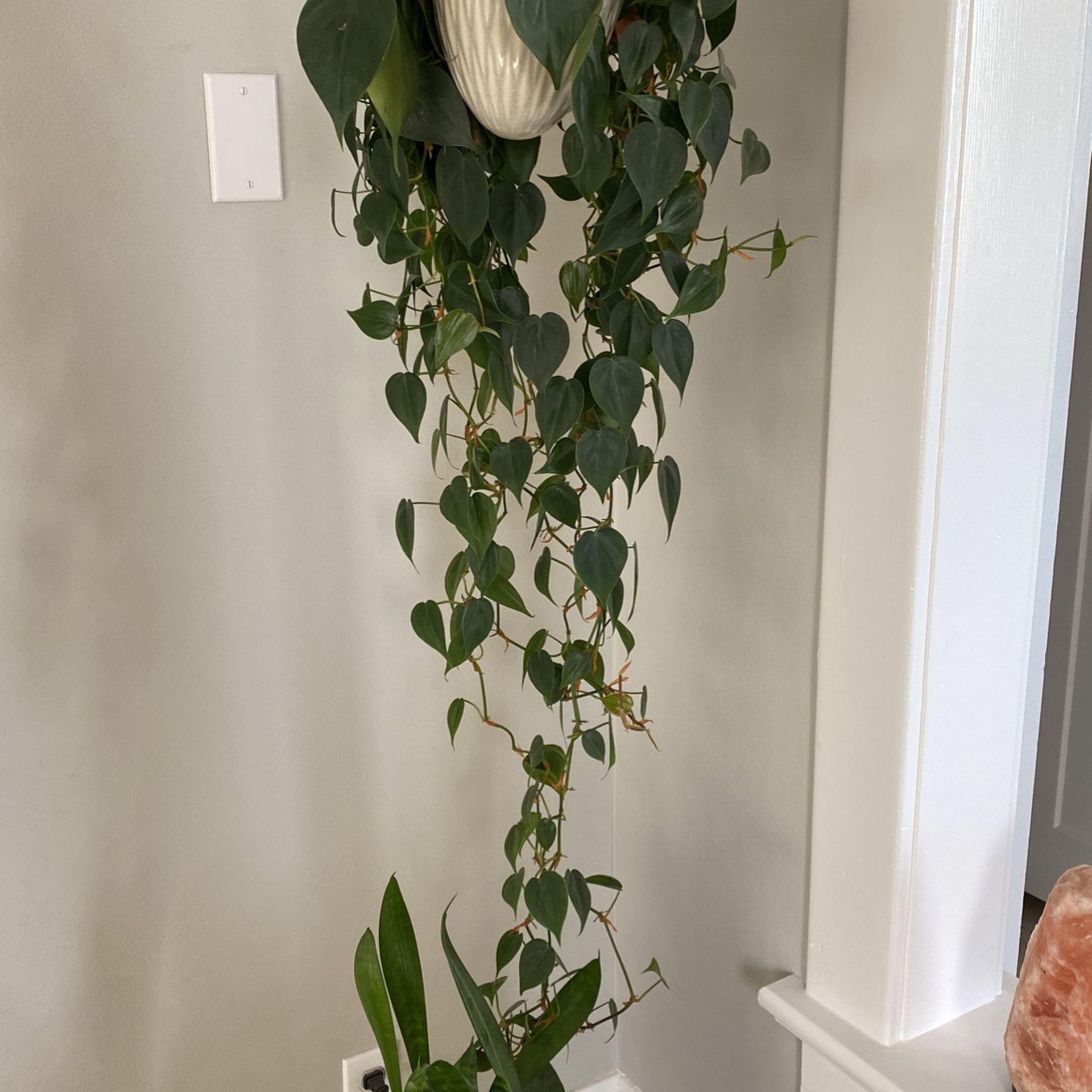 BEAUTIFUL hanging Plant
