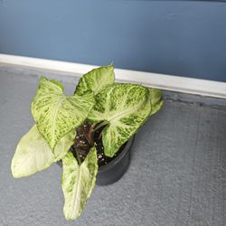 Syngonium plant for sale