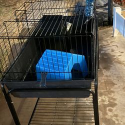 Guinea Pig Cage 