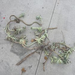 Free Succulents 