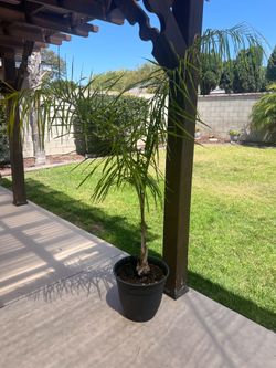 Palm tree