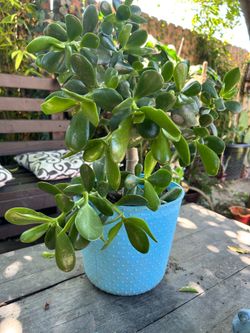 Succulent