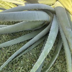 aloe Vera Plants