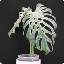 RARE Monstera Devil TC