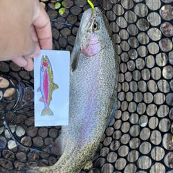 Hand Drawn Trout Decals