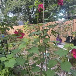 Confederate Rose Hibiscus Tree