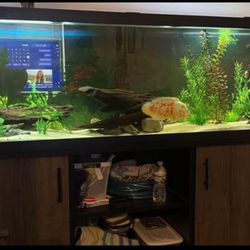 125 Gallon fish