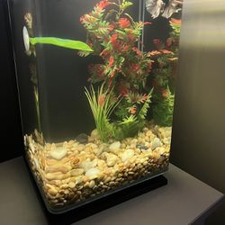 5 Gallon Fish Tank LED