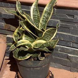 Snake Plant