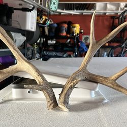 Antlers 