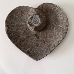 Natural ammonite fossil stone