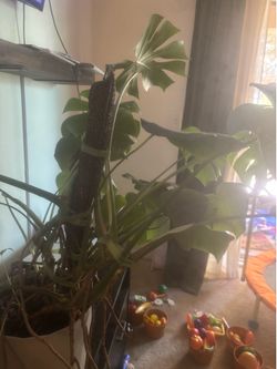 Large Monstera Plant